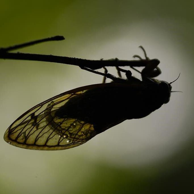 How do cicadas make their signature sound, so eerie and amazingly loud?